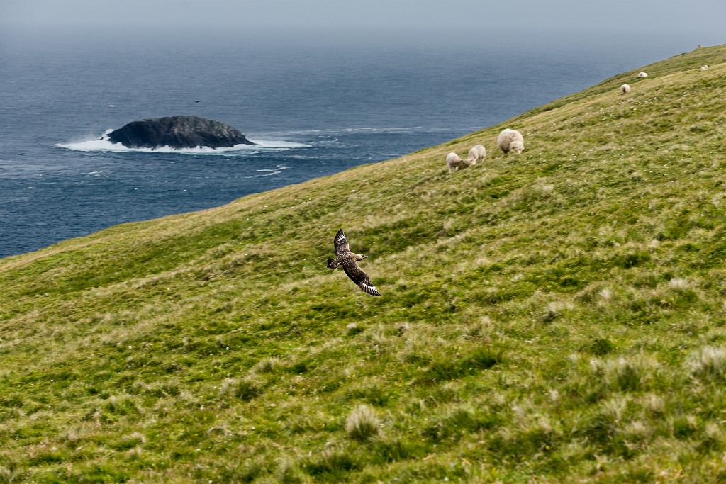 Shetland 252 come oggetto avanzato-1 copia